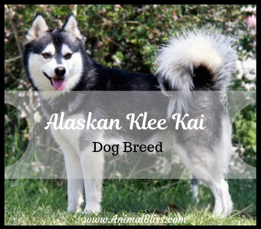 Alaskan Klee Kai Dog Breed Information and Pictures
