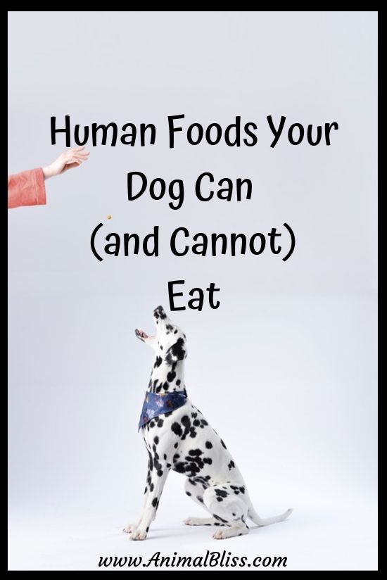 https://www.animalbliss.com/wp-content/uploads/2019/07/Human-Foods-Your-Dog-Can-and-Cannot-Eat.jpg