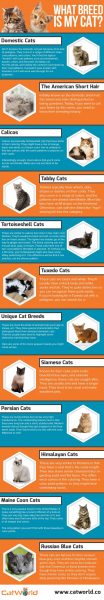 List of Popular Cat Breeds: What Breed is Your Cat?