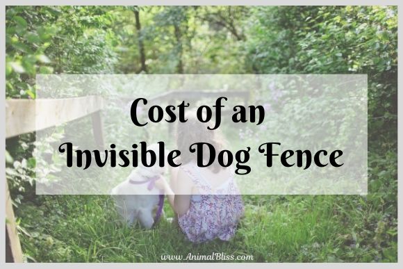 how much does it cost for invisible dog fence