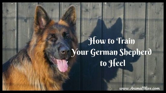 training my german shepherd