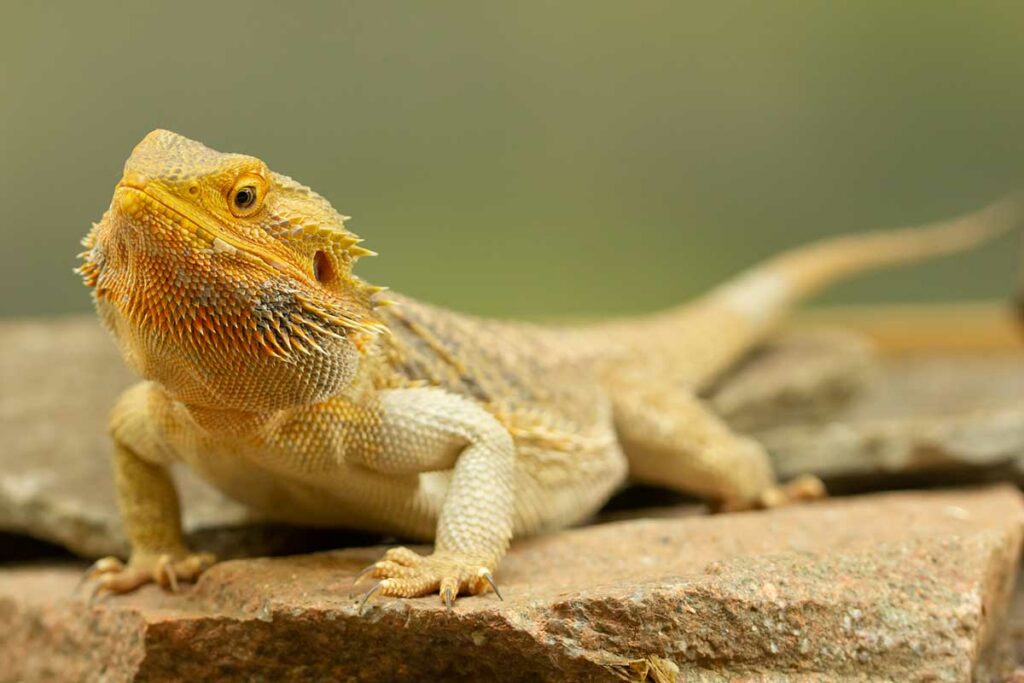 how-much-does-a-bearded-dragon-cost