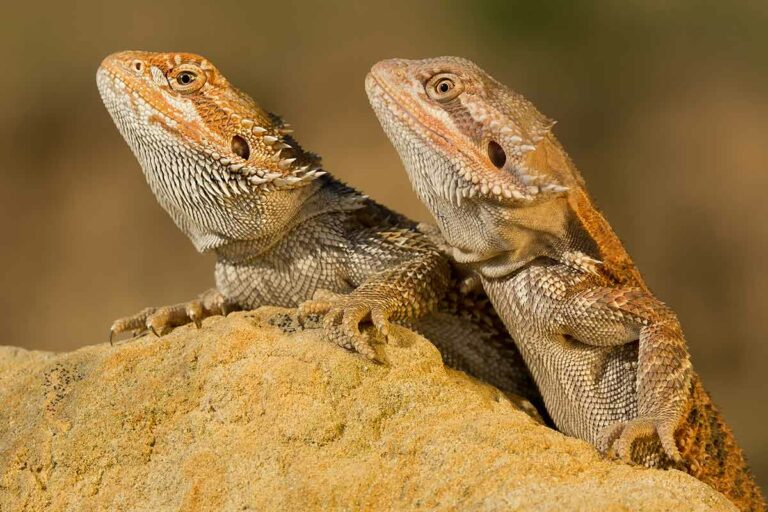 how-to-determine-the-gender-of-your-bearded-dragon