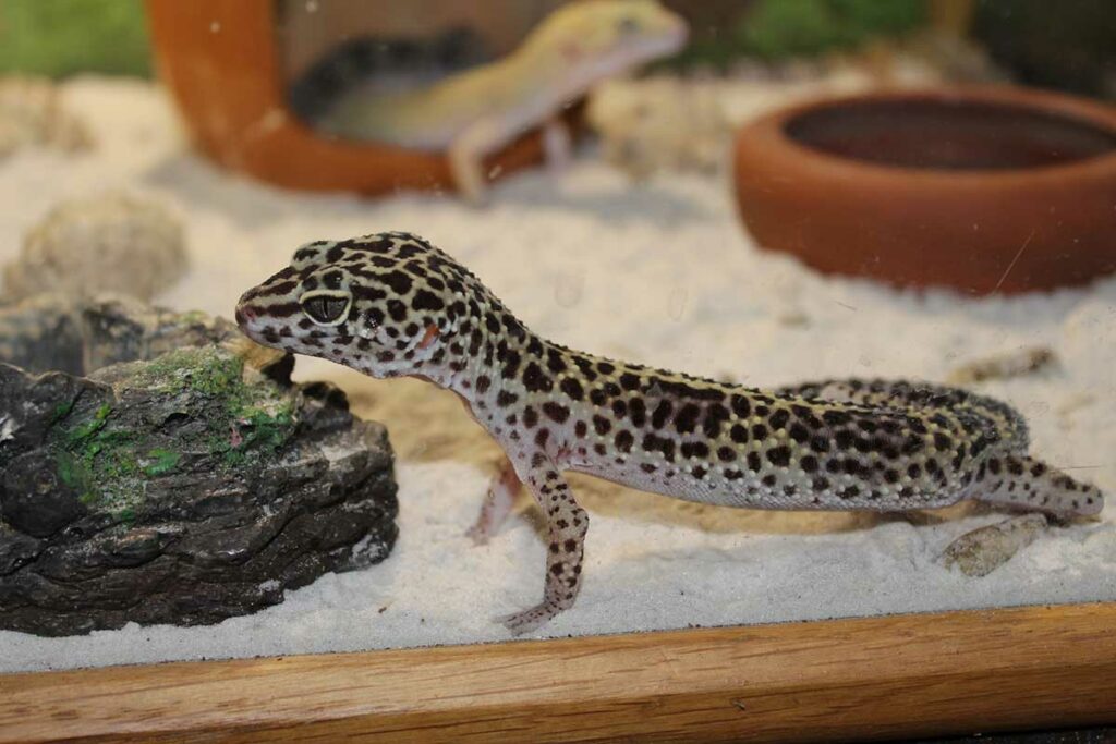 What Size Tank Does My Leopard Gecko Need?