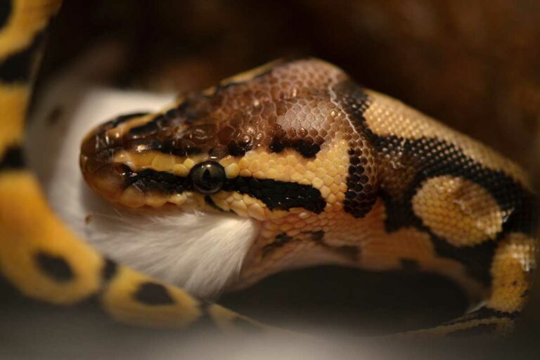 how-often-to-feed-your-ball-python-what-to-give-them