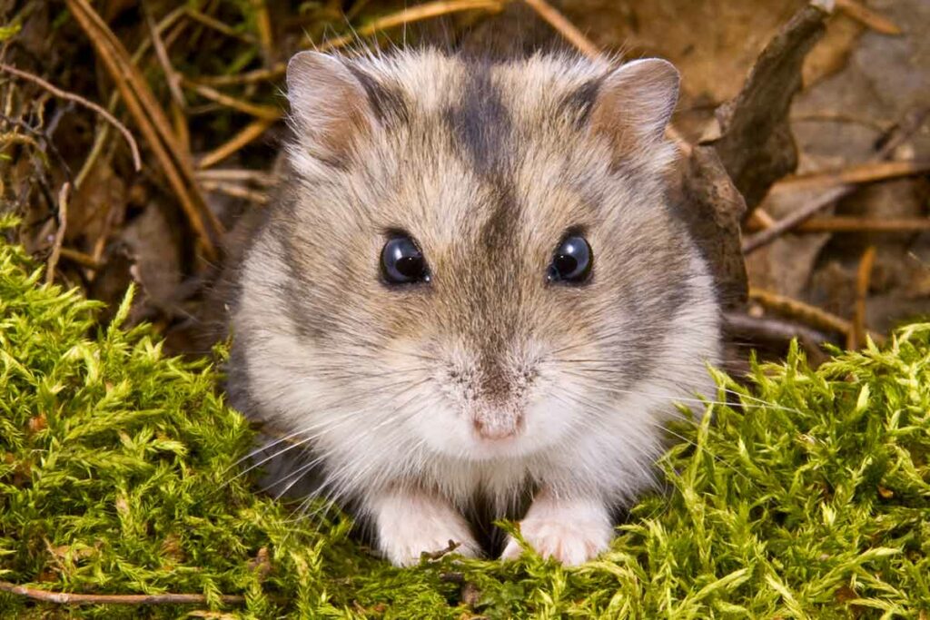 How Long Do Dwarf Hamsters Live? (Maximizing Their Lifespan)