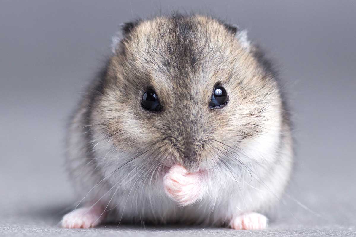 Dwarf Hamster Lifespan – How Long Will Your Dwarf Hamster Live?