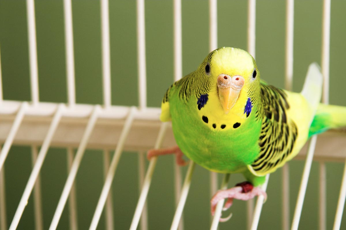 How Much Do Parakeets Cost To Buy And Care For 