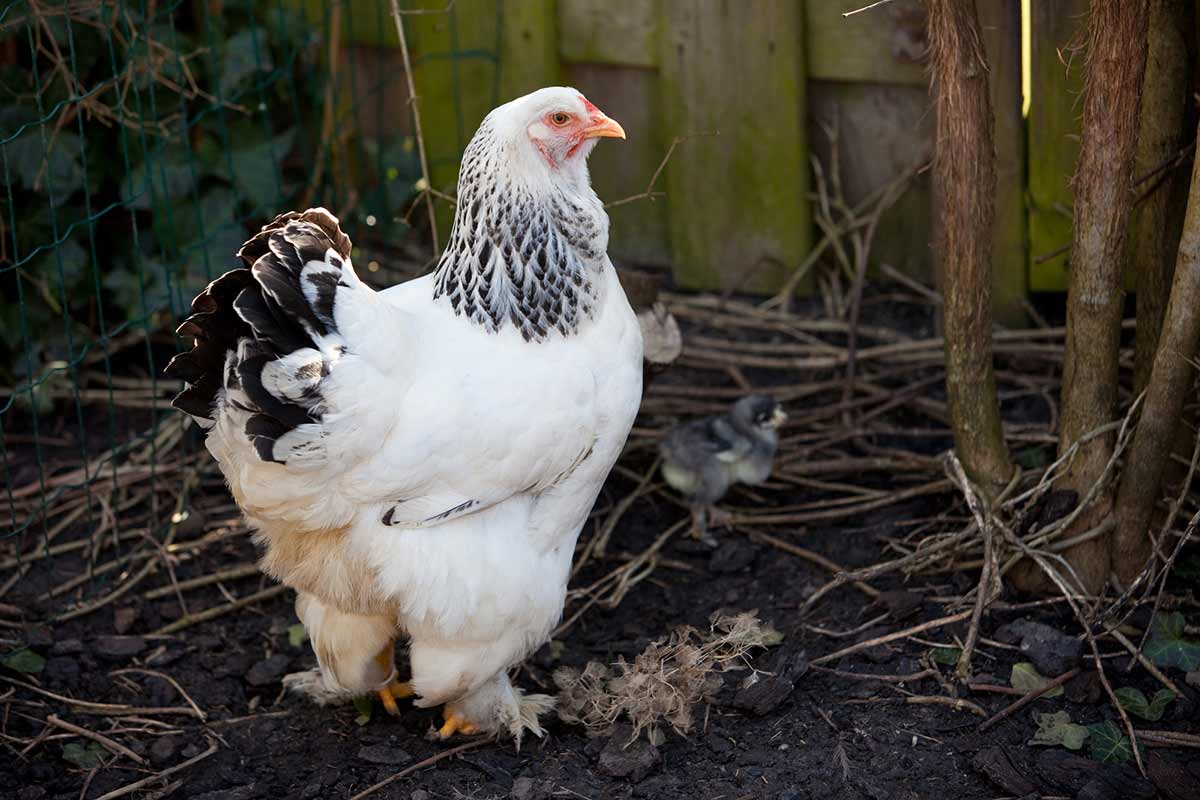 Silver laced brahma.  Chickens backyard, Beautiful chickens, Chicken breeds