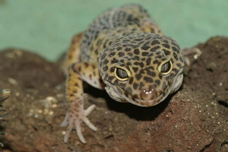 How Long Do Leopard Geckos Live? In The Wild vs In Captivity