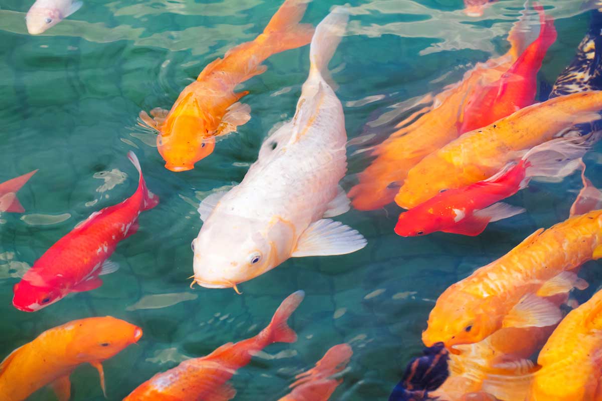 How Much Do Koi Fish Cost Koi Fish Price Guide