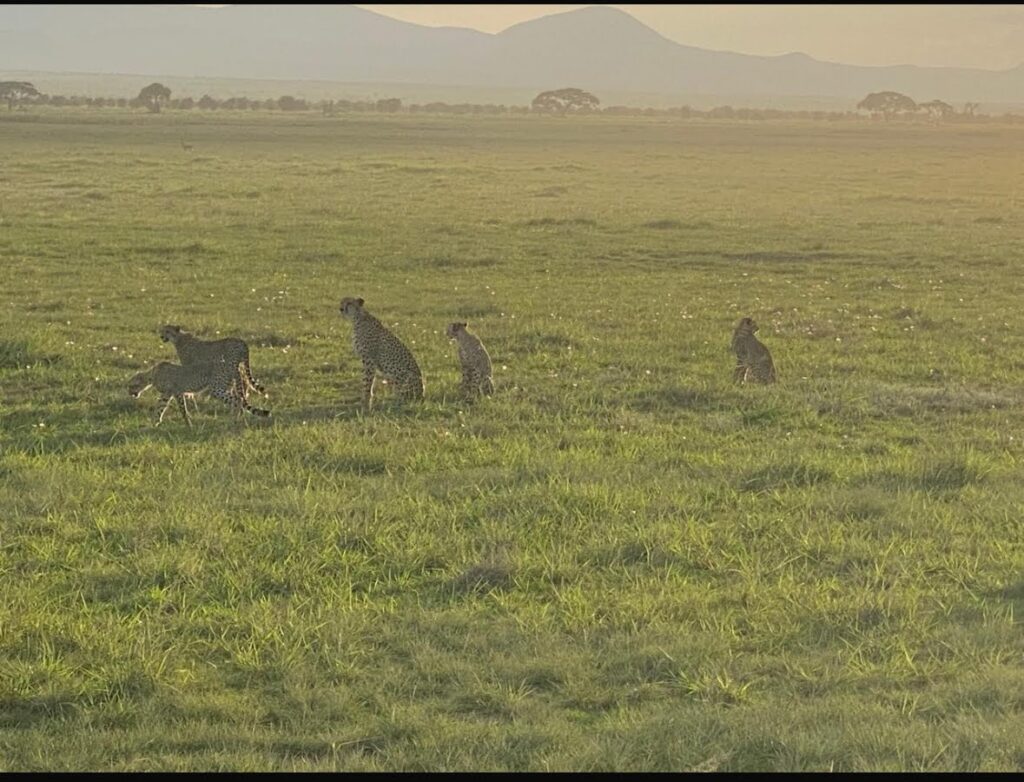 Spotting Cheetahs in Amboseli National Park