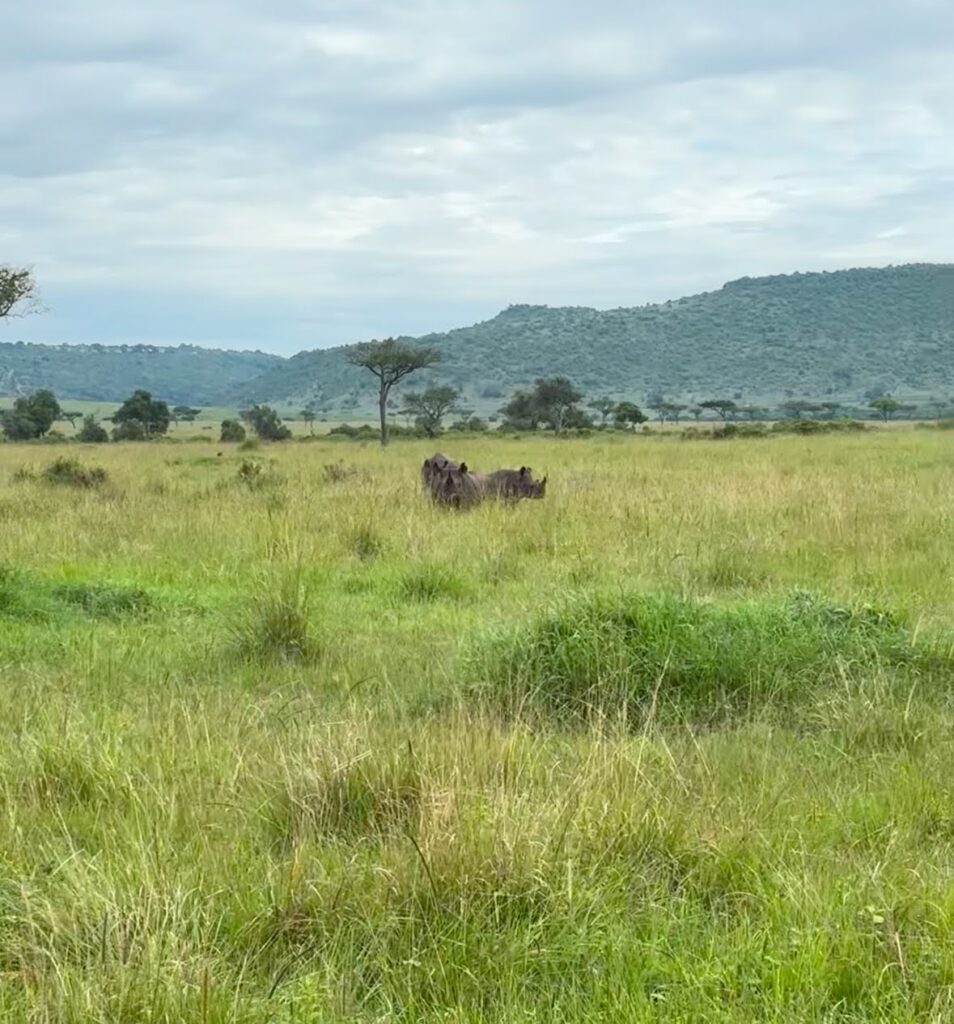 Rhinos in the Mara